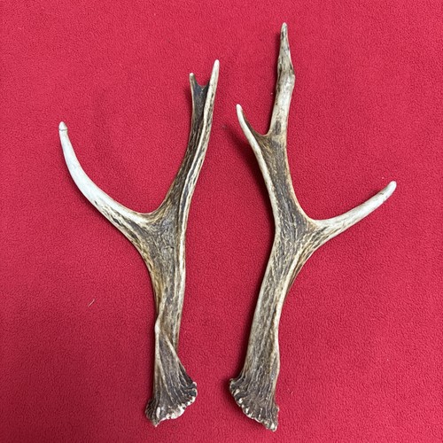 Pair sika deer antlers - of,