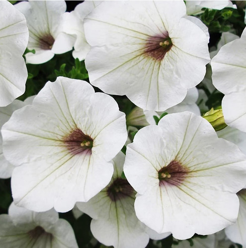 Petunia surfinia white - petunia,