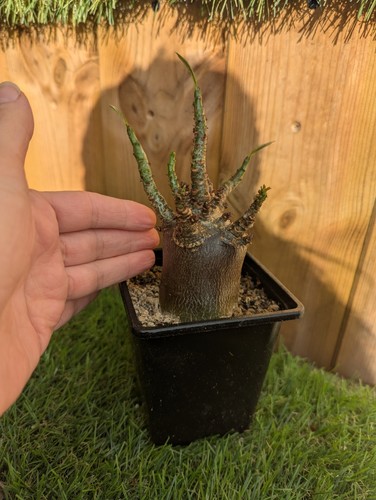 Adenium arabicum obesum - adenium, "obesum"