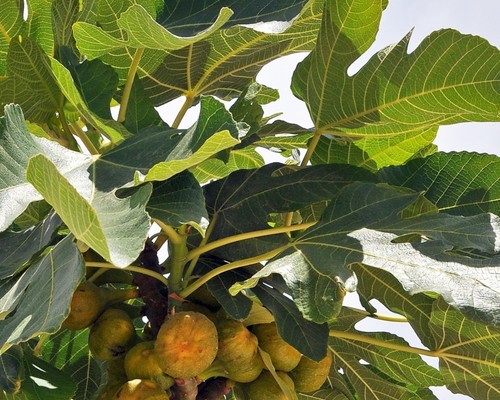 Fig tree rooted cutting - tree,