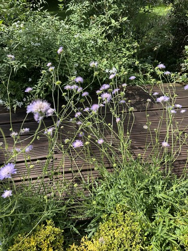 Field scabious sow feb - field, feb-oct