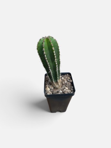 Pachycereus marginatus