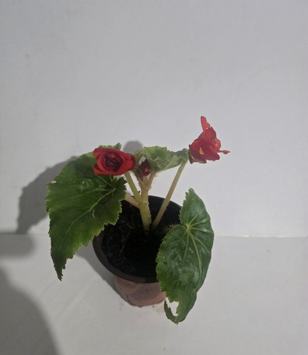 Begonia potted flowering - begonia,