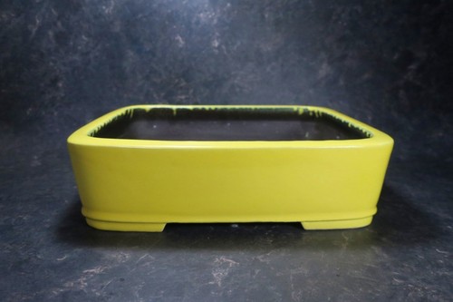 Genuine japanese bonsai pot - bonsai,