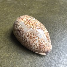 Arabian Cowrie Shell, Mauritia