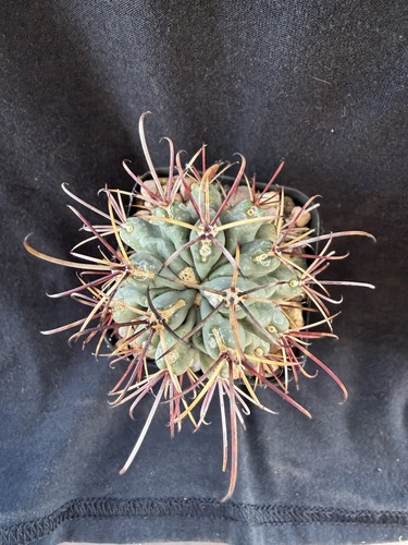 Glandulicactus uncinatus