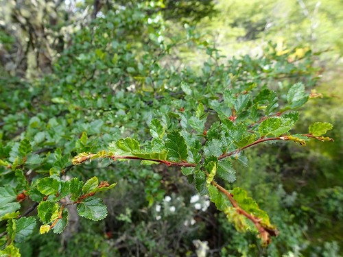 Nothofagus antarctica - , /