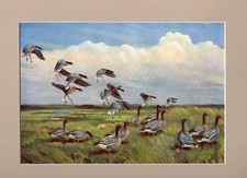 Peter Scott  ~ Pink-Footed