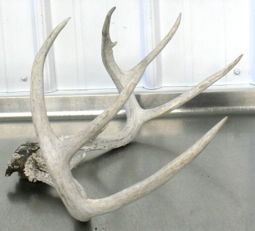 Weathered whitetail shed - whitetail,