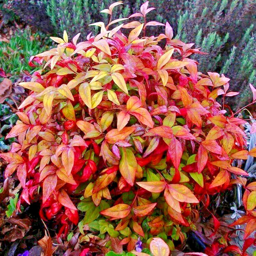 Nandina domestica fire power - domestica,