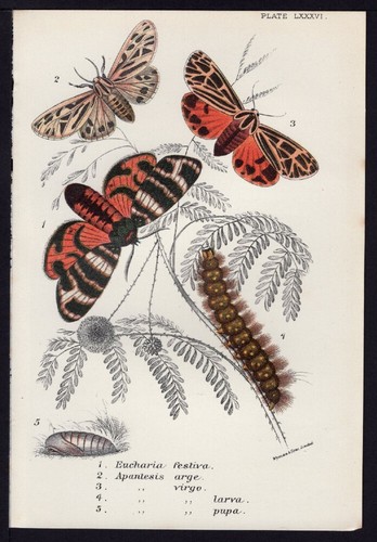 1896 kirby antique color - kirby,