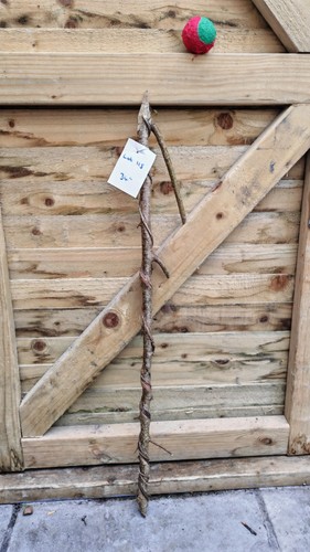 Twisted twisty wood - twisted, hazel