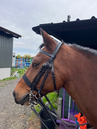 Vortex double bridle - vortex,