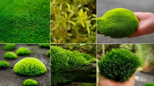 Sphagnum moss for growing - sphagnum,