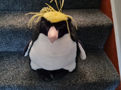 Rockhopper penguin the - penguin,,