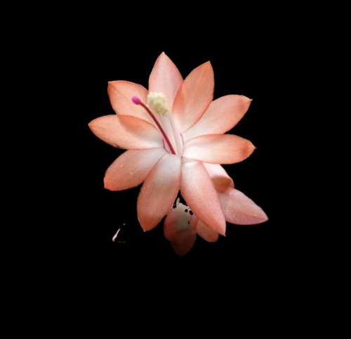 Schlumbergera alegra - schlumbergera, “