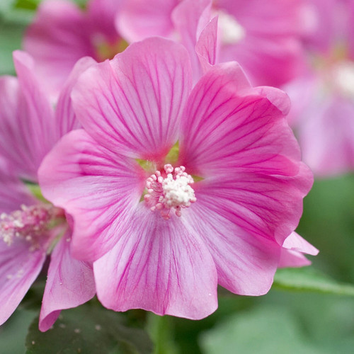 Lavatera pink flowering - pink,