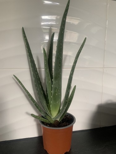 Aloe door plant 50 - in,