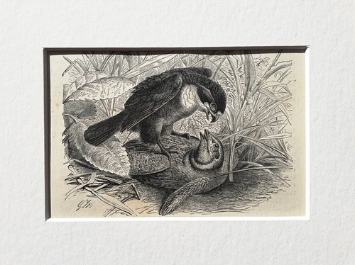 Black legged falcon - black, print