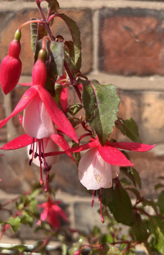 Fuchsia hardy bush alice - fuchsia,
