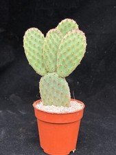 Opuntia Rufida  (microdasys ) Prickly Pear Cactus  in 6cm Pot