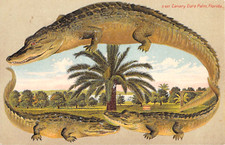 1912 Alligator Border Canary