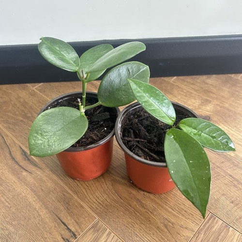 Healthy hoya starter plant - hoya,