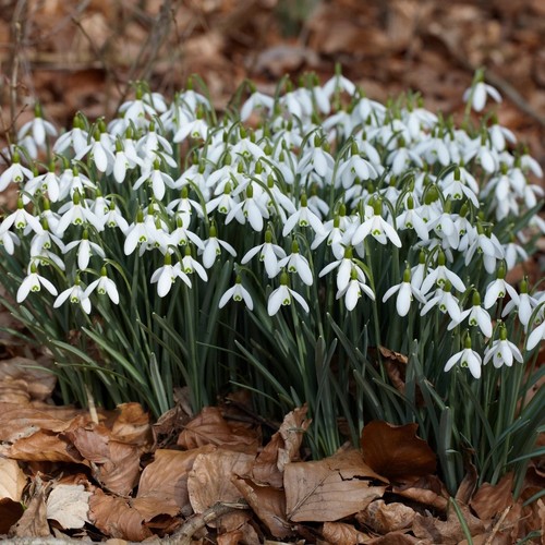 15x traditional snowdrop - traditional,