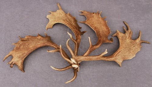 Shed fallow deer antlers - fallow,