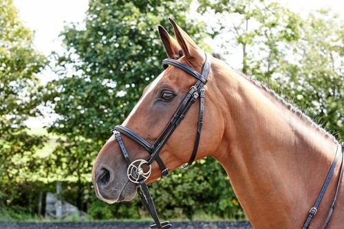 Whitaker flash bridle - whitaker,