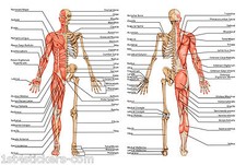 HUMAN ANATOMY BODY / BONES