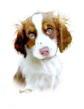 English Springer Spaniel Pup Print by Robert J. May