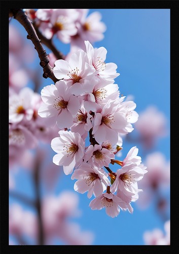 Vibrant cherry blossom framed - cherry,