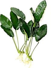 2x Anubias Barteri Large