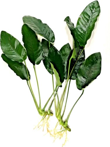 Anubias barteri large - 2x,