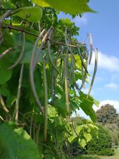 Catalpa Bignonioides Tree