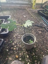 FIG Brown Turkey In 3 Inch Pot