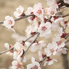Flowering Tree, Fuji Cherry