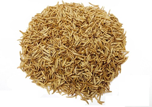 Dried mealworm calciworm 50 - dried,