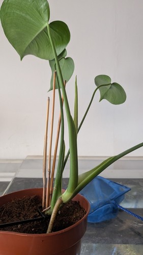 Large monstera deliciosa - large,