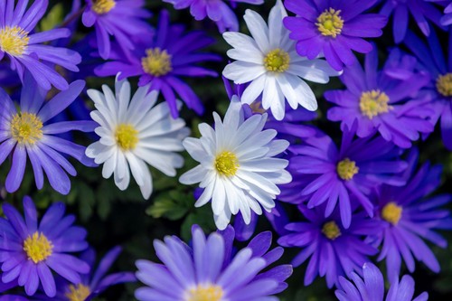 Anemone blanda mix flower - anemone,