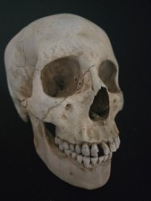 Human Skull With Jaw-