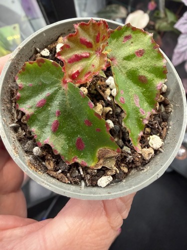 Begonia pink spot - /, small