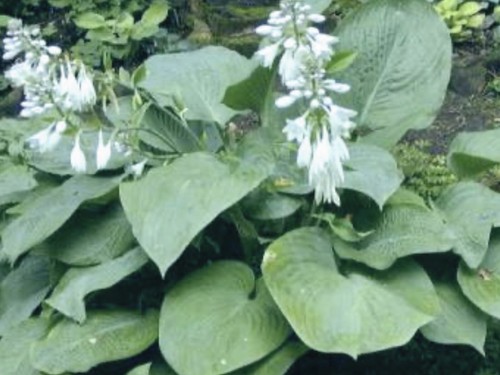 Hosta prince wales 2 - prince, (2
