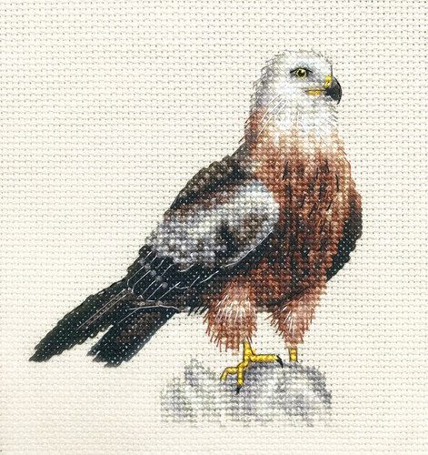 Red kite bird prey - red, ~