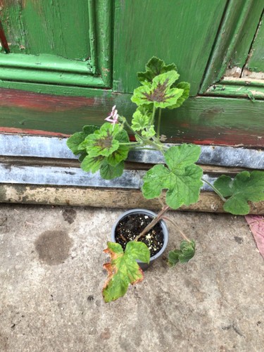 Scented pelargonium plant - pelargonium,