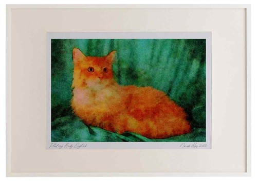 458041 maine coon red - red, tabby