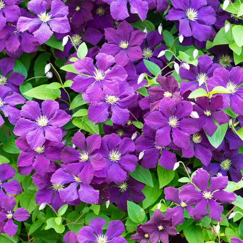 Clematis polish spirit - polish,