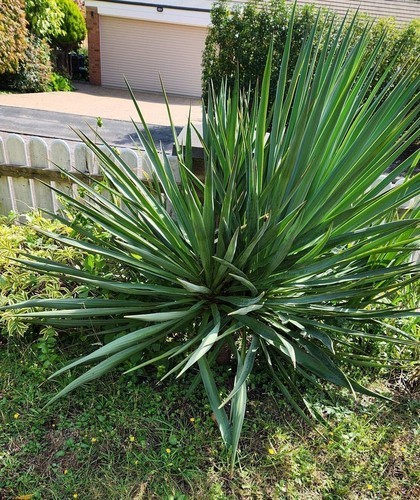 Yucca rostrata 130cm pick up - (pick,