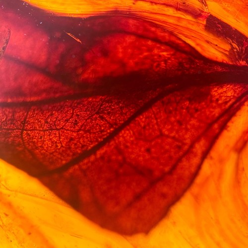 Leaf burmese burmite - /,
